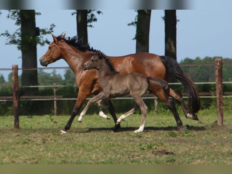 Welsh-D Merrie 3 Jaar 142 cm  in Dwingeloo