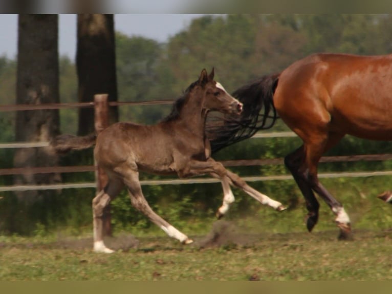 Welsh-D Merrie 3 Jaar 142 cm  in Dwingeloo