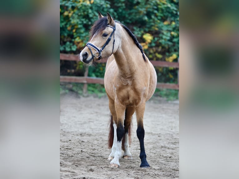 Welsh-D Merrie 3 Jaar 145 cm Falbe in Blekendorf