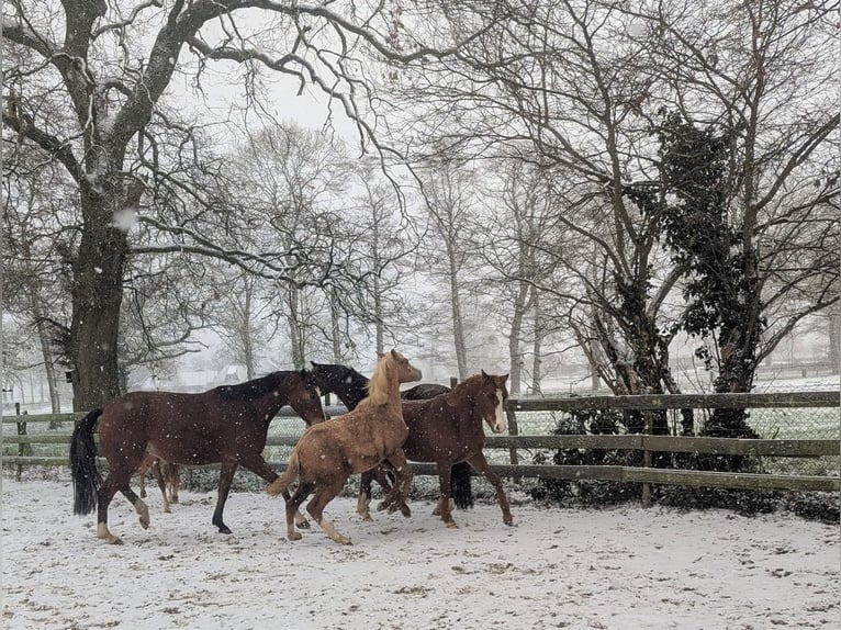 Welsh-D Merrie 3 Jaar 145 cm Vos in Zuna