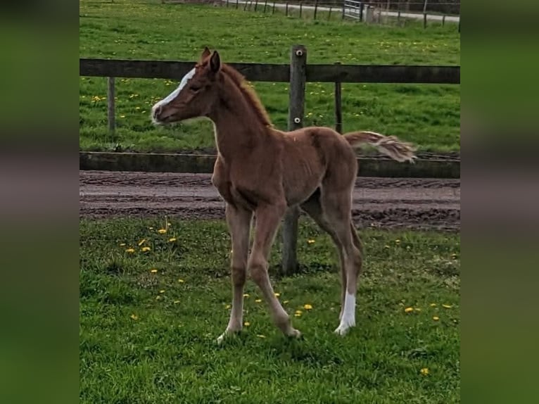 Welsh-D Merrie 3 Jaar 145 cm Vos in Zuna