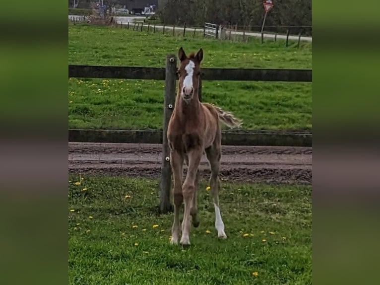 Welsh-D Merrie 3 Jaar 145 cm Vos in Zuna