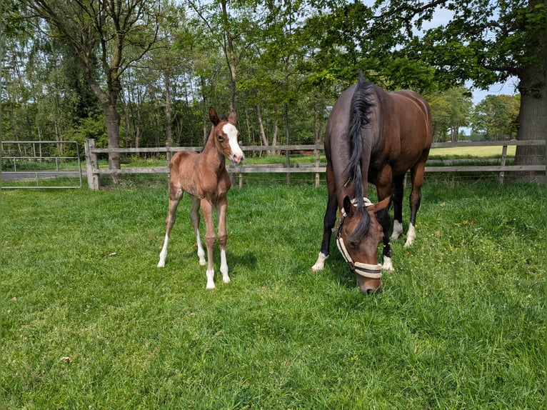 Welsh-D Merrie 3 Jaar 145 cm Vos in Zuna