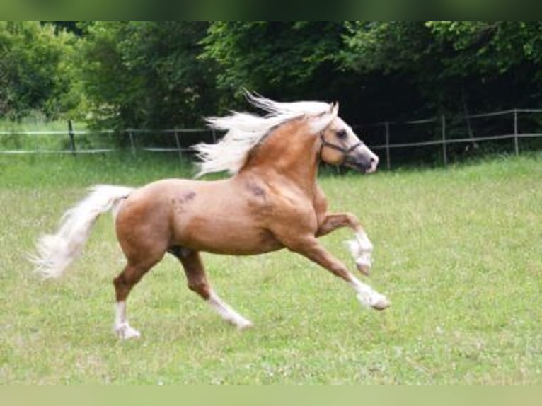Welsh-D Merrie 3 Jaar 148 cm Buckskin in Rennertshofen