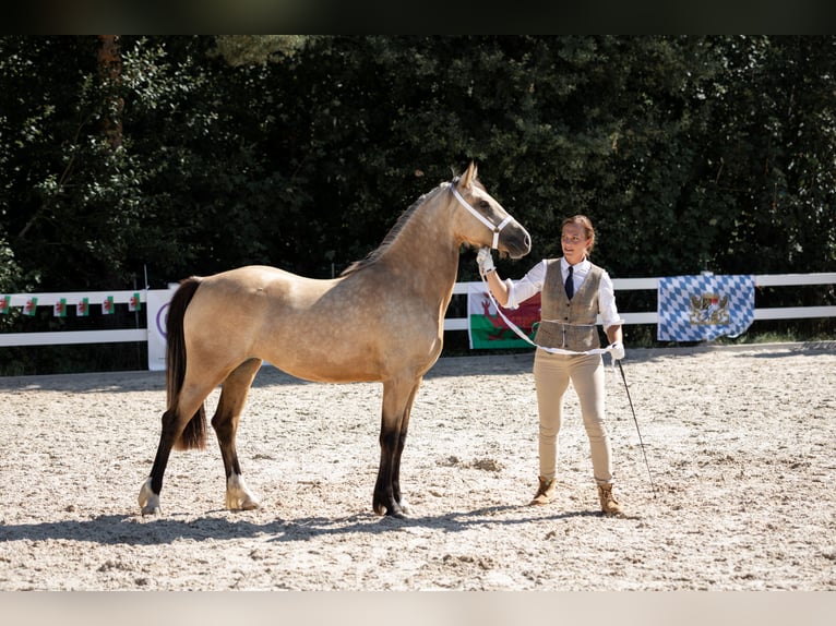 Welsh-D Merrie 3 Jaar 148 cm Buckskin in Rennertshofen