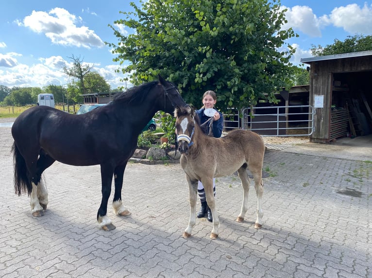 Welsh-D Merrie 3 Jaar 148 cm Zwart in Lentföhrden