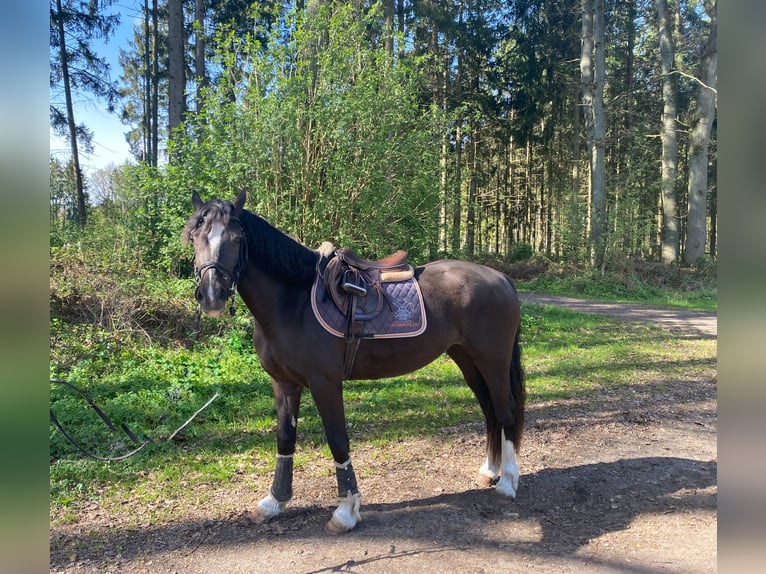 Welsh-D Merrie 3 Jaar 148 cm Zwart in Lentföhrden