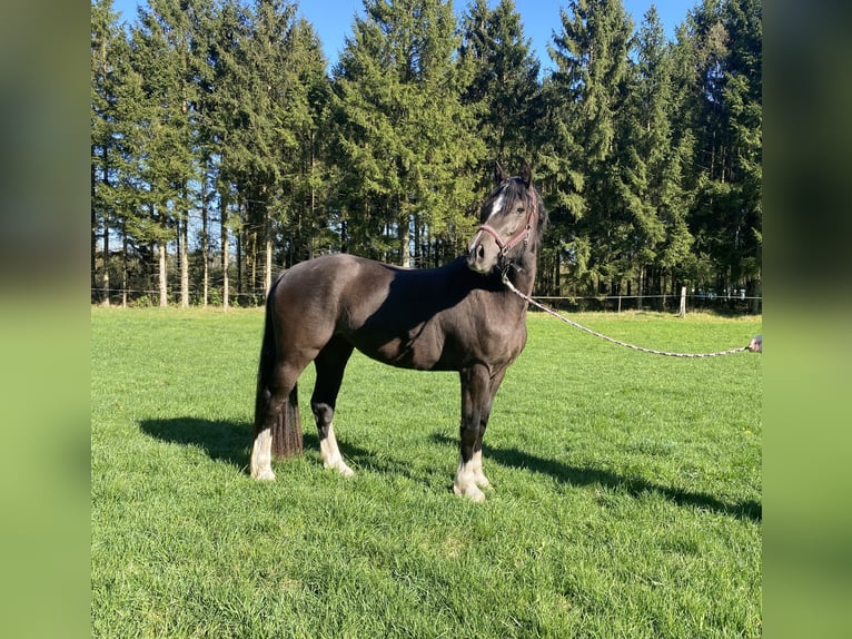 Welsh-D Merrie 3 Jaar 148 cm Zwart in Lentföhrden