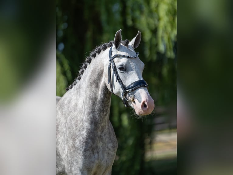 Welsh-D Merrie 4 Jaar 142 cm Blauwschimmel in Oud Gastel