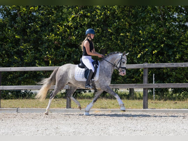 Welsh-D Merrie 4 Jaar 142 cm Blauwschimmel in Oud Gastel