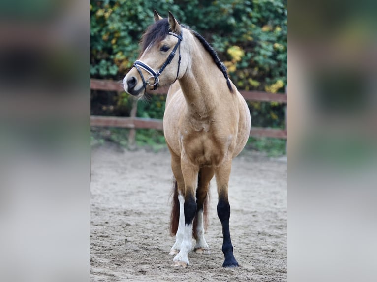 Welsh-D Merrie 4 Jaar 145 cm Buckskin in Kronach