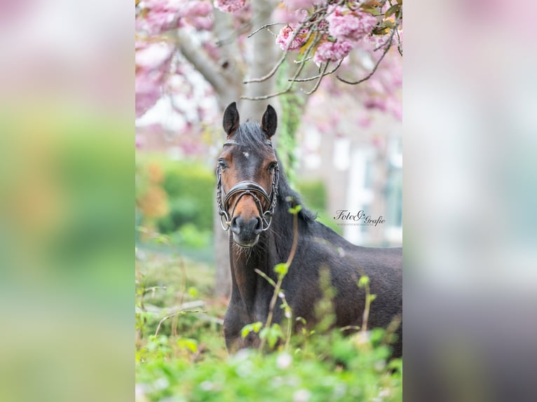 Welsh-D Merrie 4 Jaar 145 cm Donkerbruin in Lijnden