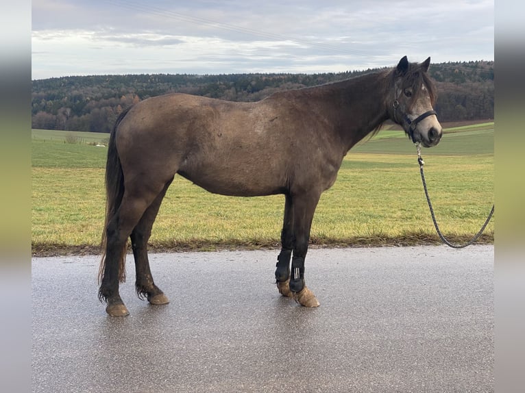 Welsh-D Merrie 4 Jaar 146 cm Buckskin in Bayern