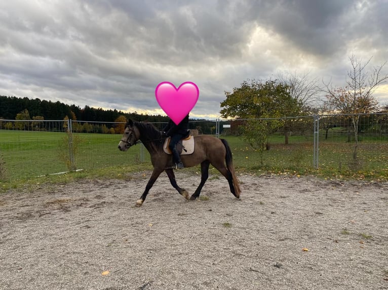 Welsh-D Merrie 4 Jaar 146 cm Buckskin in Bayern