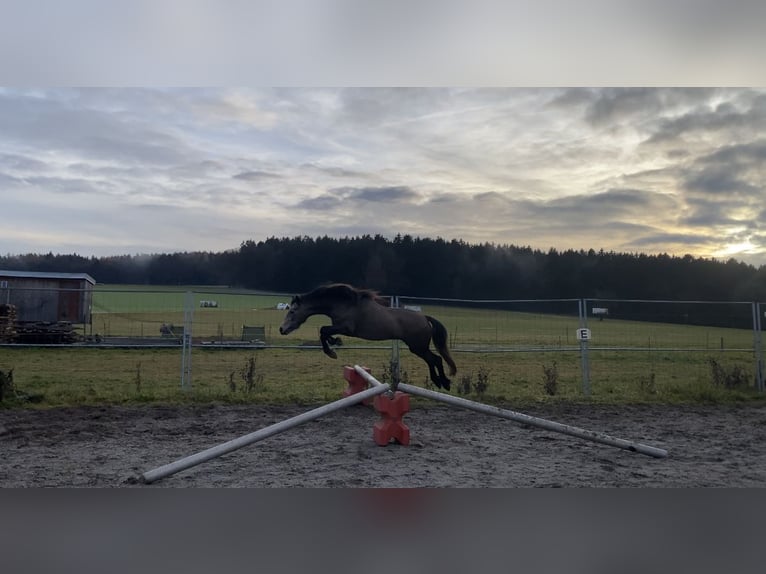 Welsh-D Merrie 4 Jaar 146 cm Buckskin in Bayern