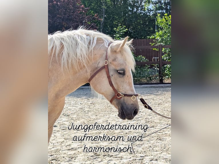 Welsh-D Merrie 4 Jaar 147 cm Palomino in Stahnsdorf