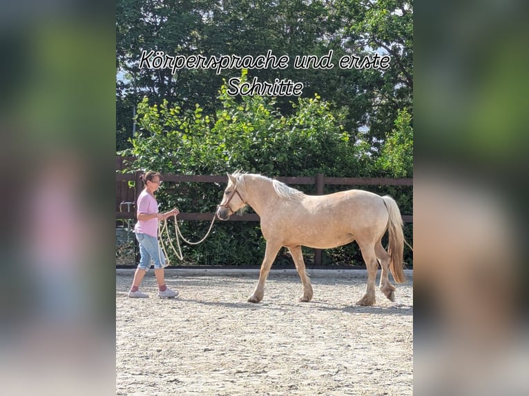 Welsh-D Merrie 4 Jaar 147 cm Palomino in Stahnsdorf