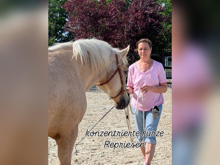 Welsh-D Merrie 4 Jaar 147 cm Palomino in Stahnsdorf