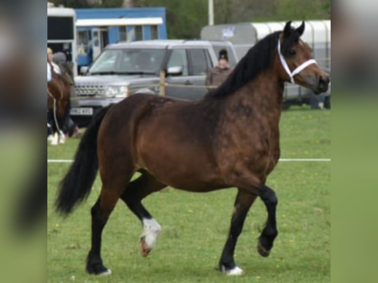 Welsh-D Merrie 4 Jaar 152 cm Bruin in Ledce
