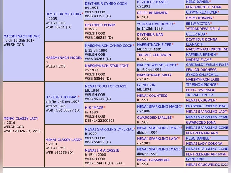 Welsh-D Merrie 4 Jaar 152 cm Bruin in Ledce