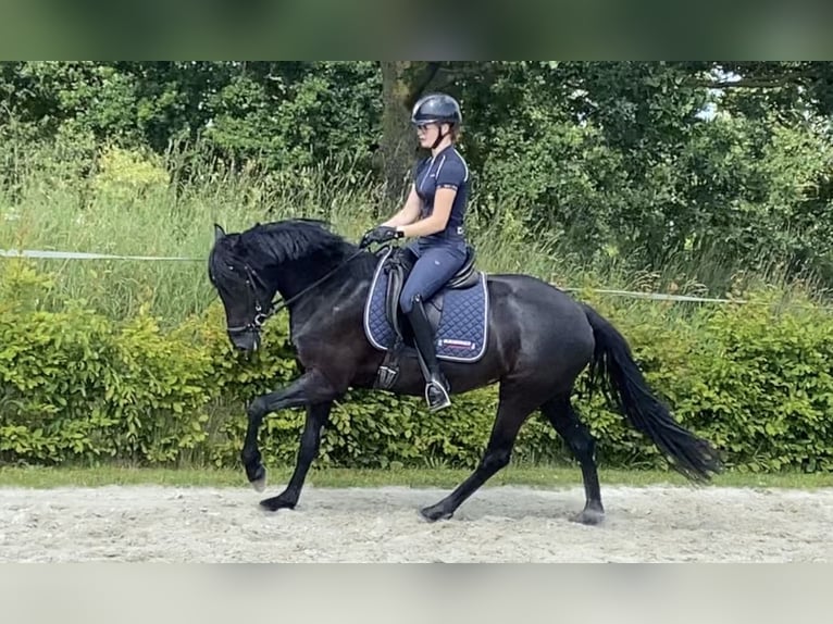 Welsh-D Merrie 4 Jaar 155 cm Zwart in Kabelhorst