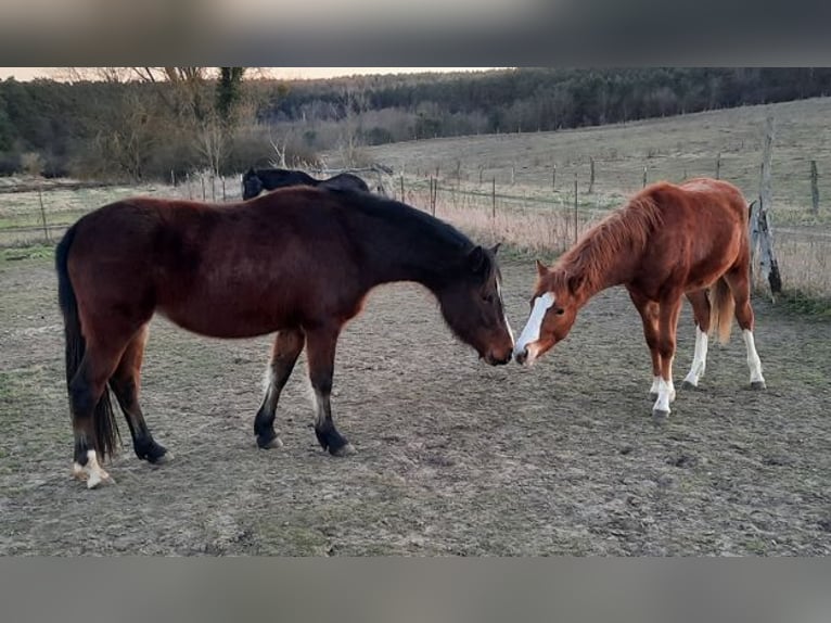 Welsh-D Merrie 4 Jaar Bruin in Klein Vielen