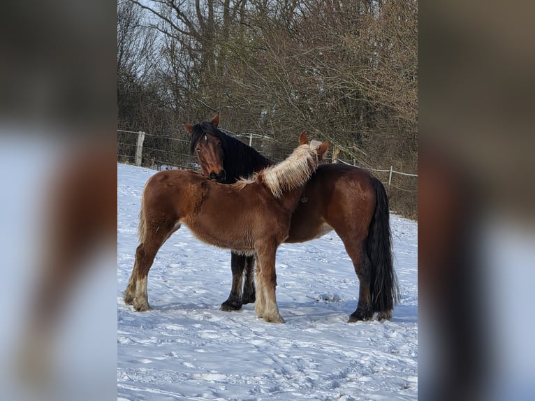 Welsh-D Merrie 5 Jaar 143 cm Bruin in Traventhal