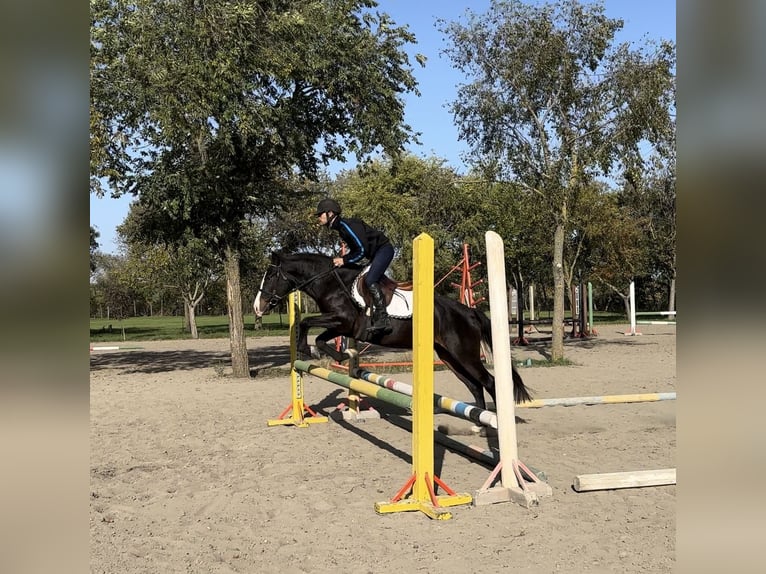 Welsh-D Merrie 5 Jaar 146 cm Zwart in Gödöllő