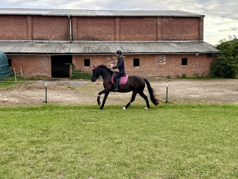Welsh-D Merrie 5 Jaar 147 cm Donkerbruin in Benzin