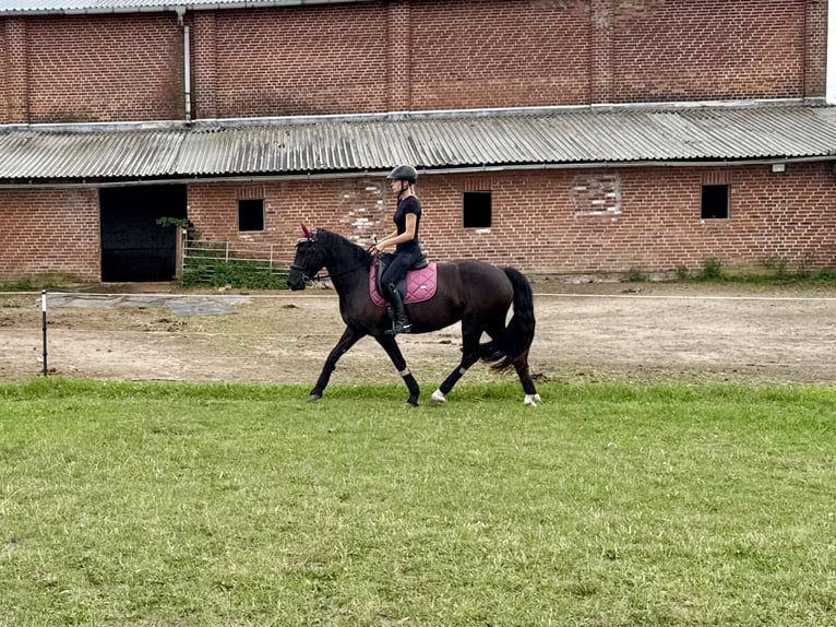 Welsh-D Merrie 5 Jaar 147 cm Donkerbruin in Benzin