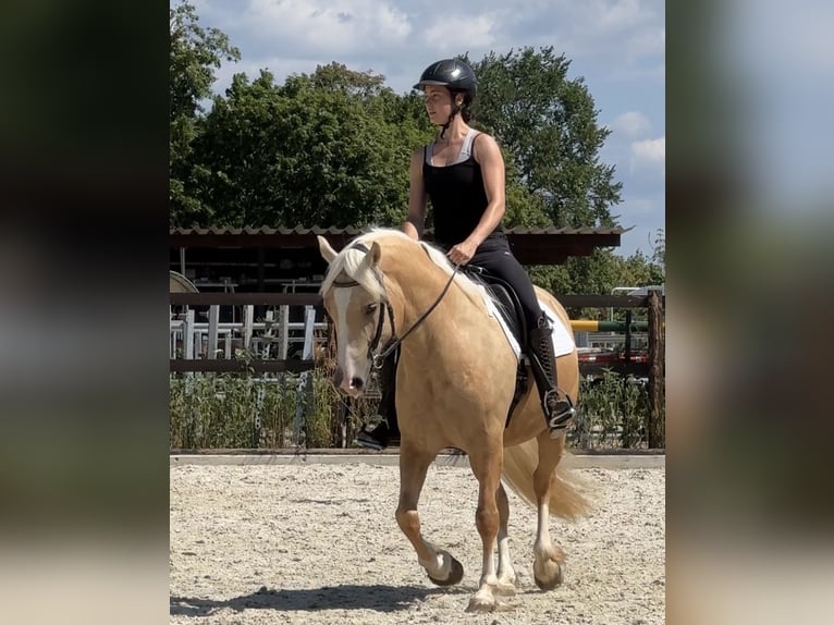 Welsh-D Merrie 5 Jaar 147 cm Palomino in Stahnsdorf