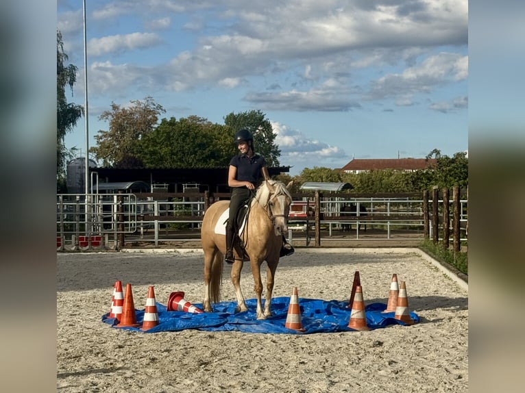 Welsh-D Merrie 5 Jaar 147 cm Palomino in Stahnsdorf