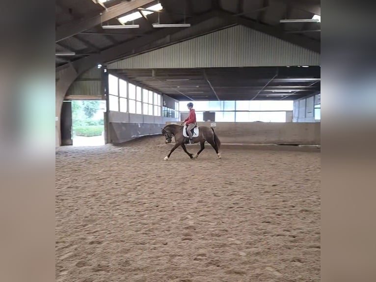 Welsh-D Merrie 5 Jaar 148 cm Buckskin in Henstedt-Ulzburg