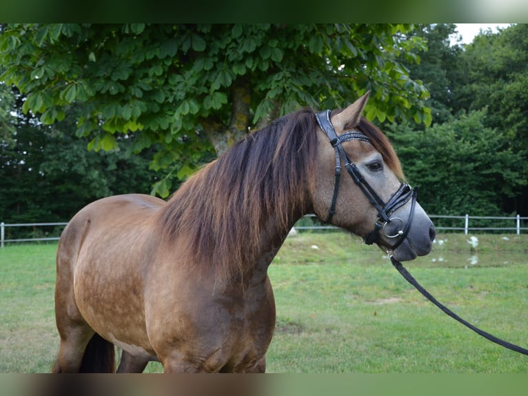 Welsh-D Merrie 5 Jaar 149 cm Buckskin in Henstedt-Ulzburg