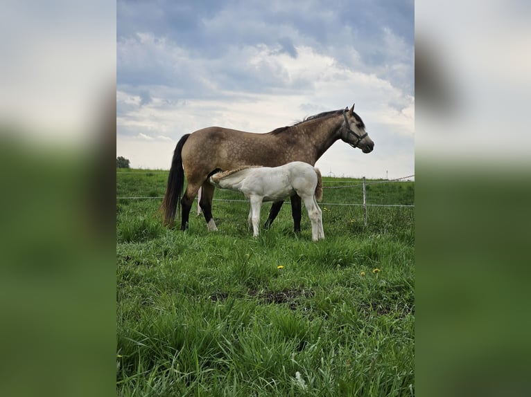 Welsh-D Merrie 5 Jaar 149 cm Buckskin in Friedland