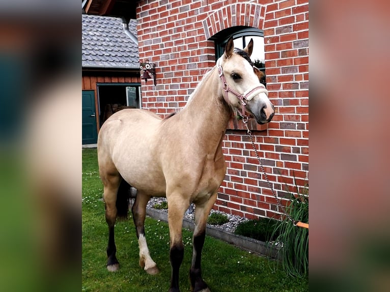 Welsh-D Merrie 5 Jaar 149 cm Buckskin in Friedland