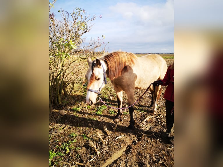 Welsh-D Merrie 5 Jaar 149 cm Buckskin in Friedland