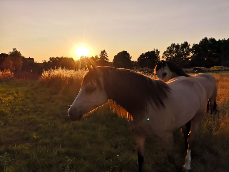Welsh-D Merrie 5 Jaar 149 cm Buckskin in Friedland