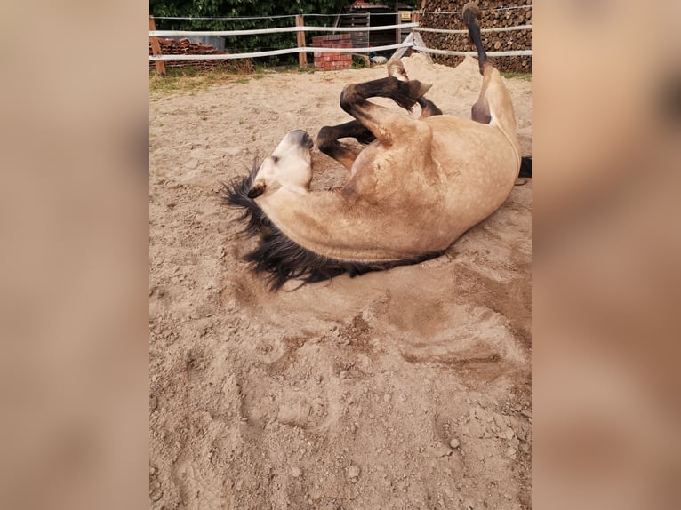 Welsh-D Merrie 5 Jaar 149 cm Buckskin in Friedland