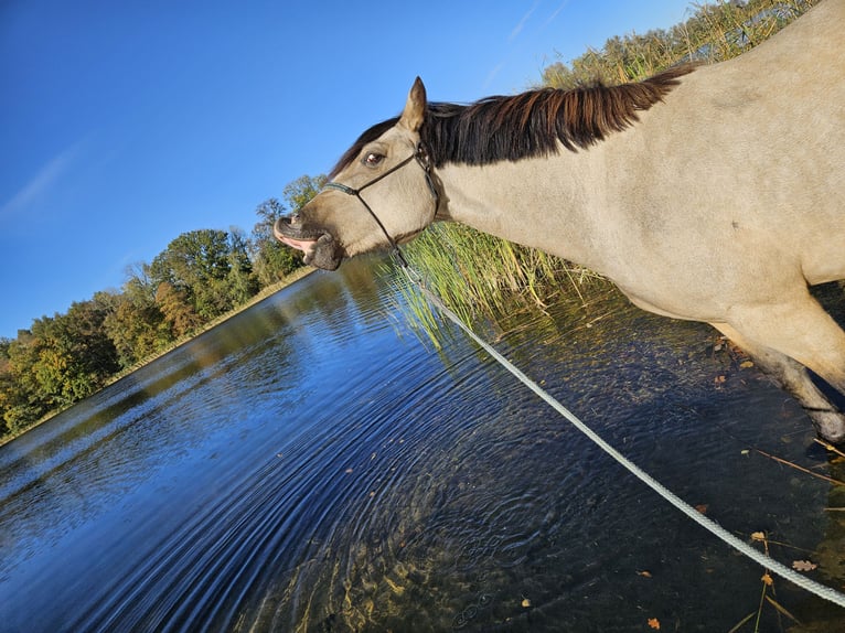 Welsh-D Merrie 5 Jaar 149 cm Buckskin in Friedland