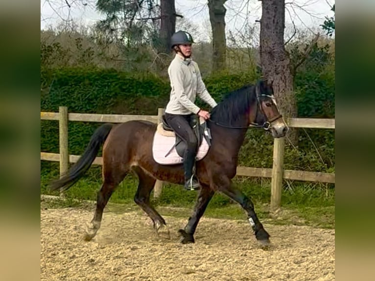 Welsh-D Merrie 6 Jaar 142 cm Donkerbruin in Bornem