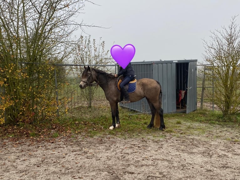 Welsh-D Merrie 6 Jaar 146 cm Buckskin in Bayern