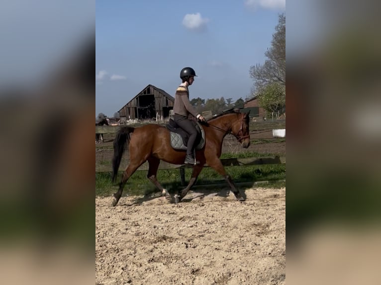 Welsh-D Mix Merrie 6 Jaar 147 cm Bruin in Oldenzaal