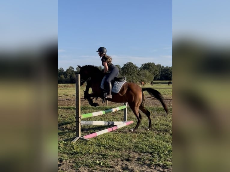 Welsh-D Mix Merrie 6 Jaar 147 cm Bruin in Oldenzaal