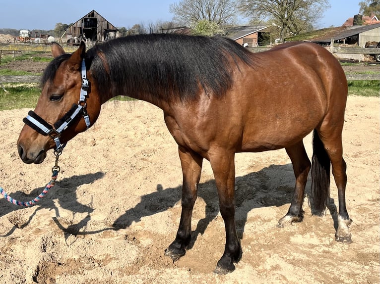Welsh-D Mix Merrie 6 Jaar 147 cm Bruin in Oldenzaal