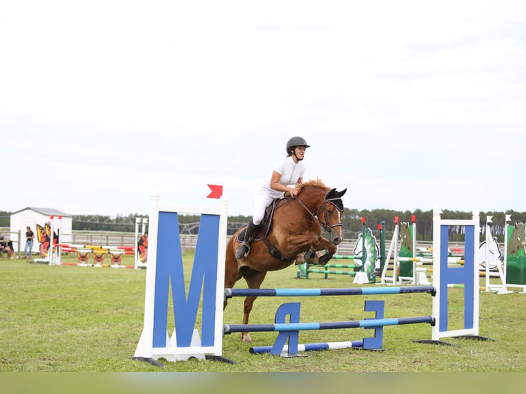 Welsh-D Merrie 6 Jaar 147 cm Vos in Sauveterre-de-B&#xE9;arn