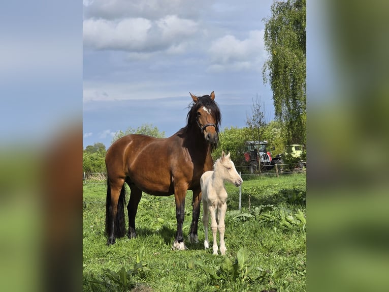Welsh-D Merrie 6 Jaar 148 cm Bruin in Traventhal