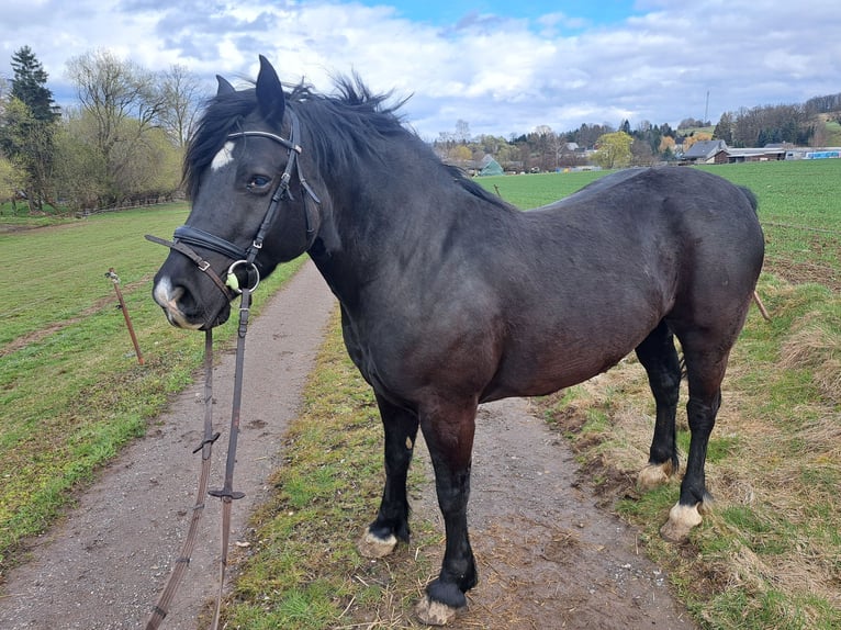 Welsh-D Merrie 6 Jaar 148 cm Zwart in Niederwiesa