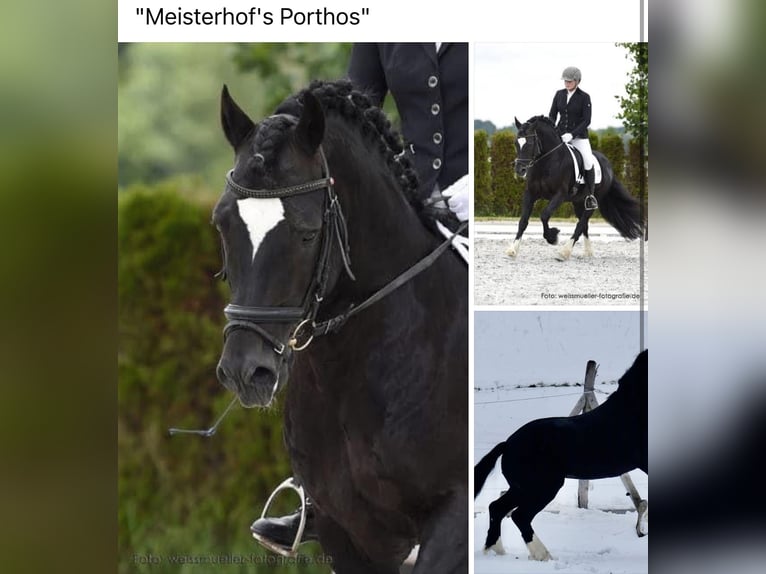 Welsh-D Merrie 6 Jaar 152 cm Zwart in Spabr&#xFC;cken