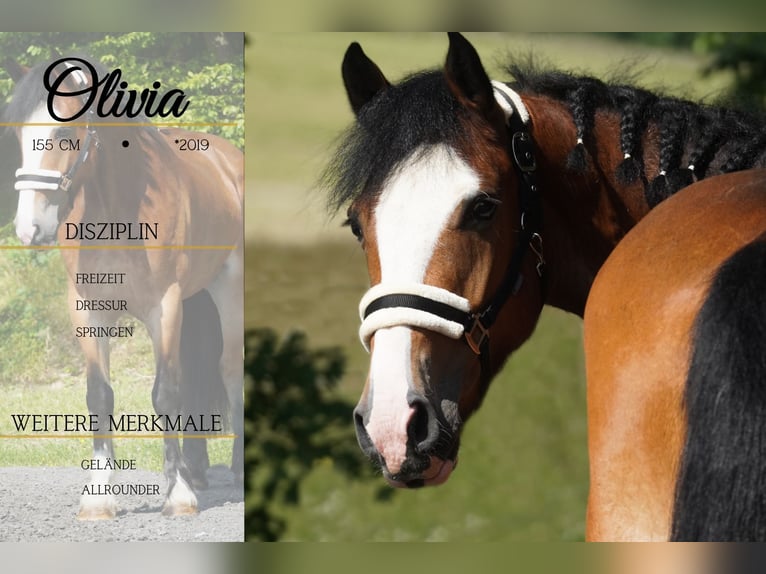 Welsh-D Mix Merrie 6 Jaar 155 cm Bruin in Nettersheim